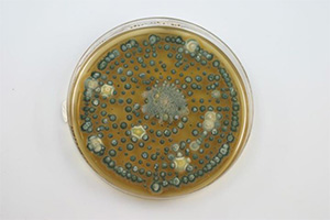 Neuke, J.Th. Schädlingsbekämpfung