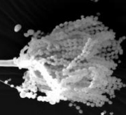 Neuke, J.Th. Schädlingsbekämpfung