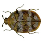 Wollkrautblütenkäfer