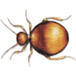 Messingkäfer Messingkäfer