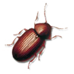 Brotkäfer Brotkäfer