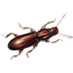 Getreideblattkäfer Getreideblattkäfer