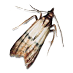 Dörrobstmotte Dörrobstmotte