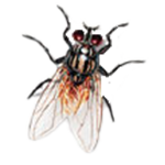 Fliege Fliege