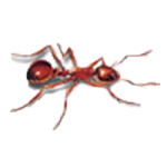 Rasenameise Rasenameise