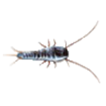 Silberfisch Silberfisch