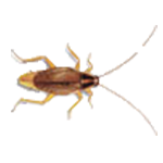 Hausschabe Hausschabe