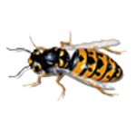 Wespe Wespe